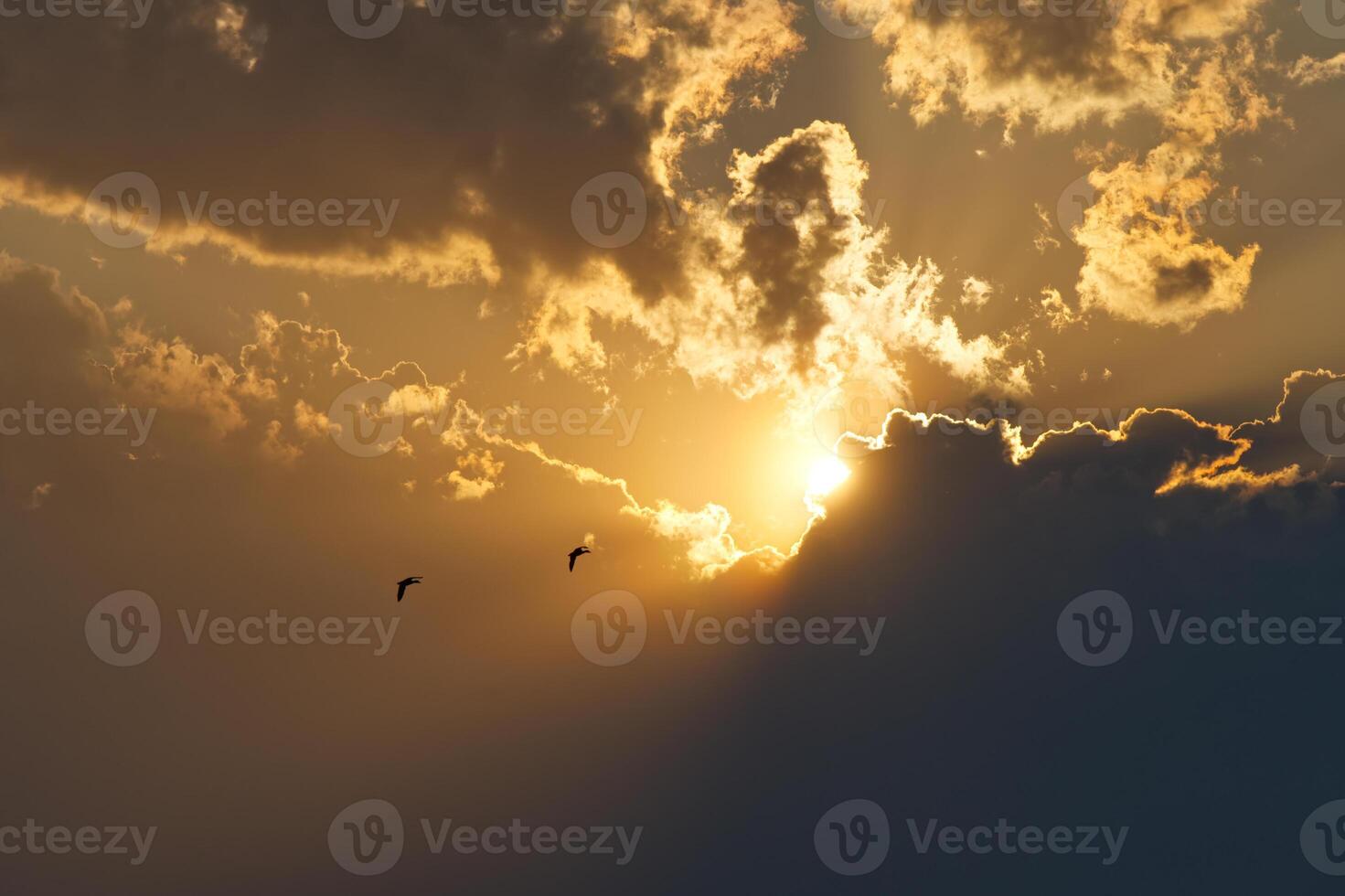 Serene Sunset with Birds in Flight photo