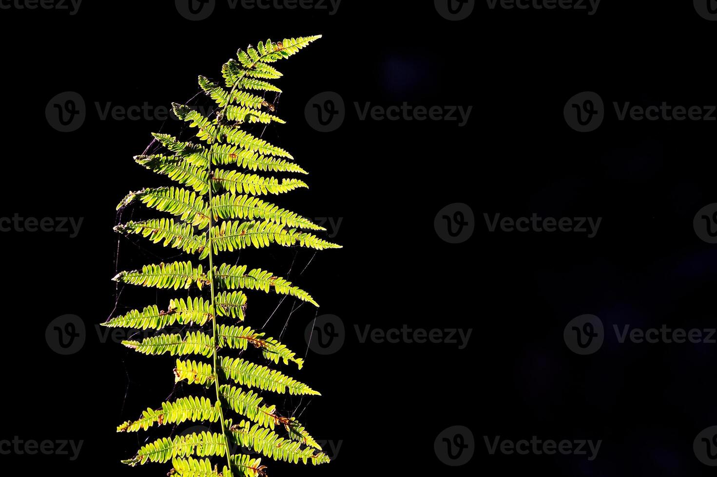Illuminated Green Fern Leaf on Dark Background photo