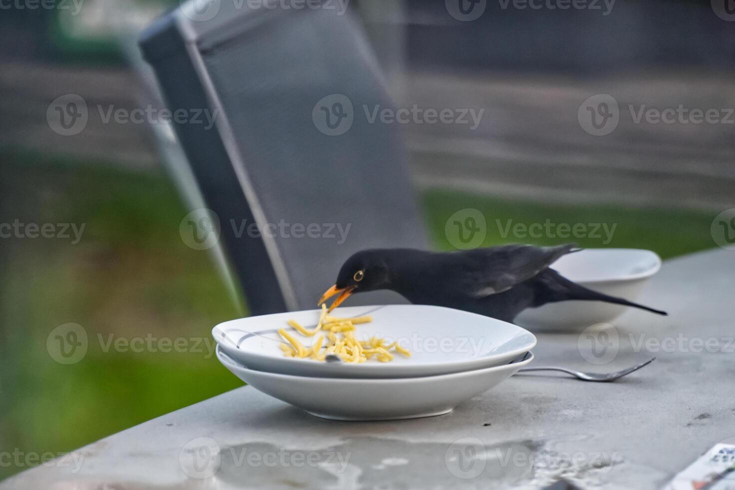 Blackbird Enjoying Spaghetti on a Table photo