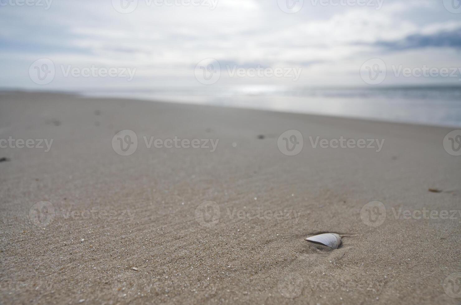 Serene Beach with Seashell on Sandy Shore photo