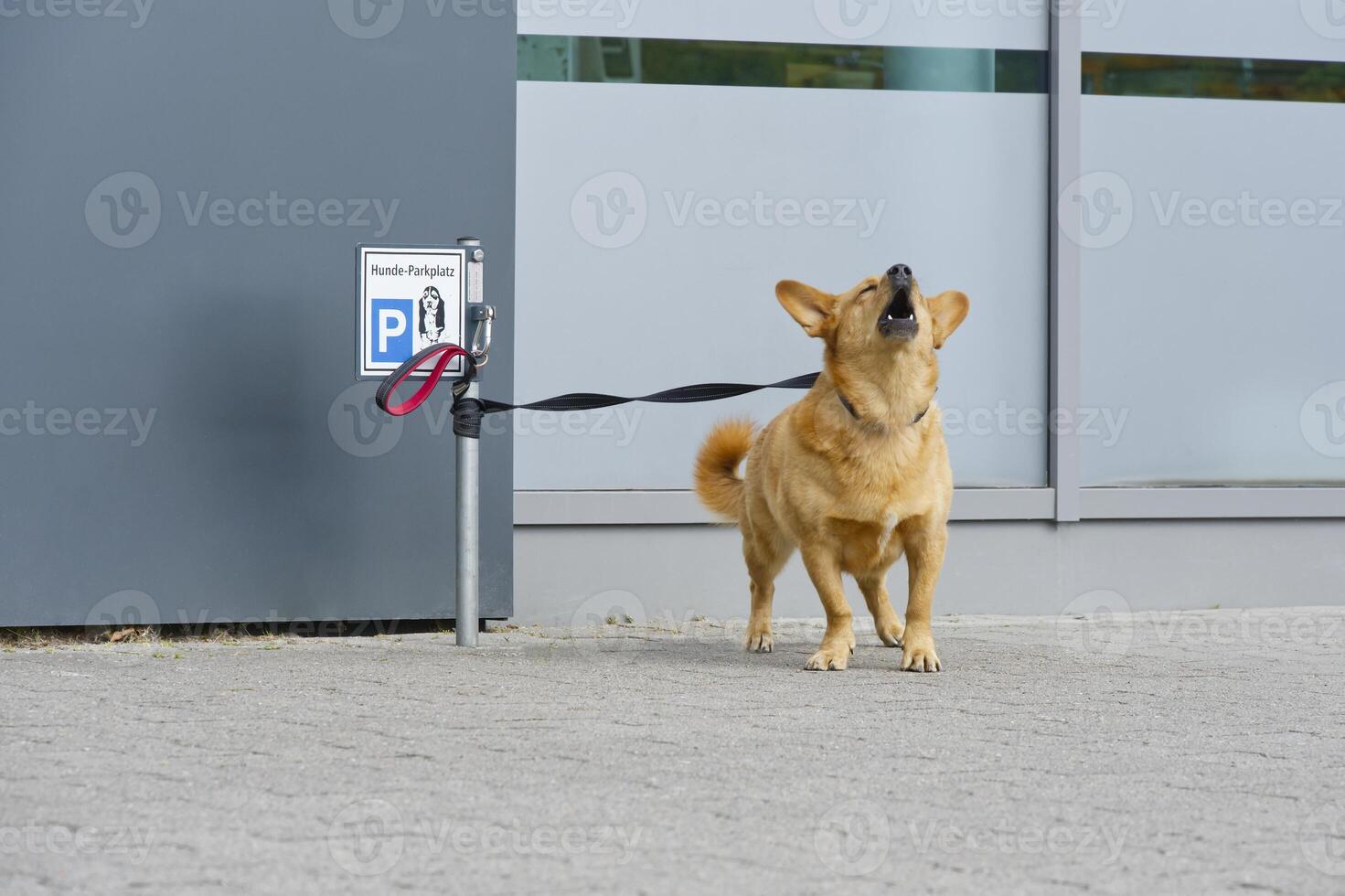 A barking dog is leashed at a dog park at a shop, which is marked with a German sign photo