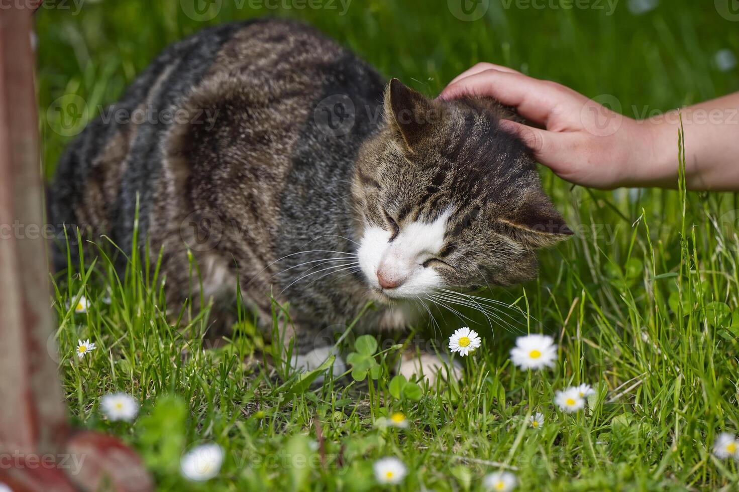 A child strokes the forehead of an small cat lying in the grass photo