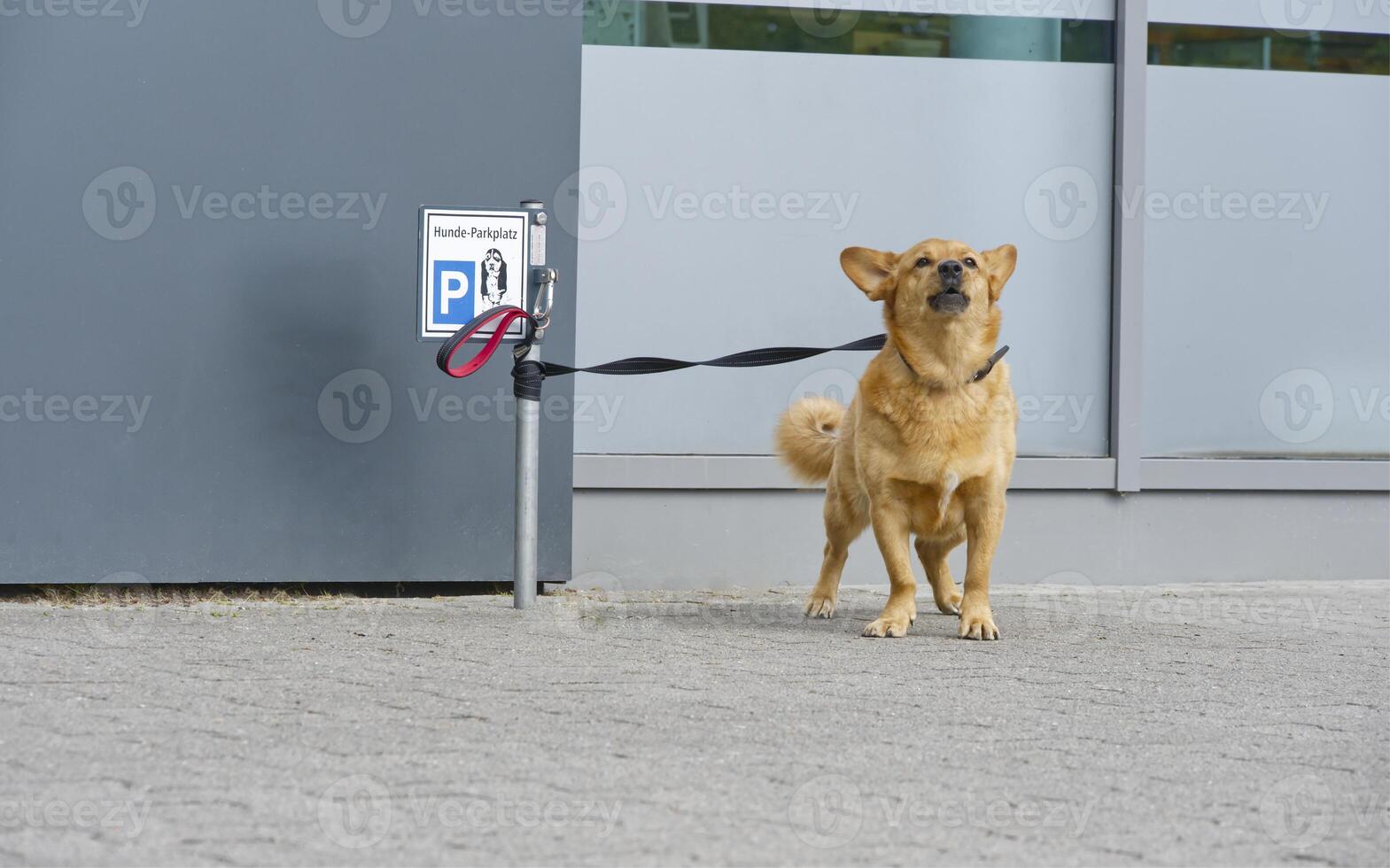 A dog is leashed at a dog park at a shop, which is marked with a German sign photo