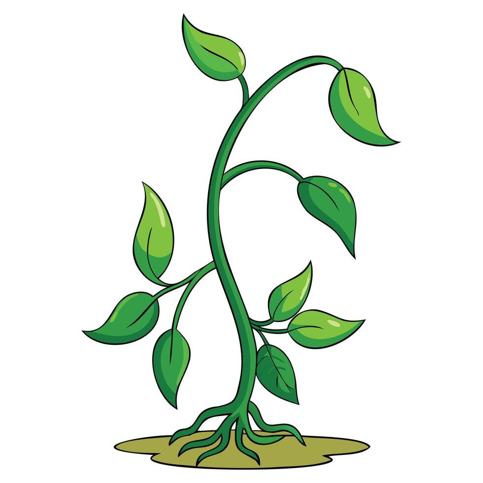 Climbing Plant Illustrations vector