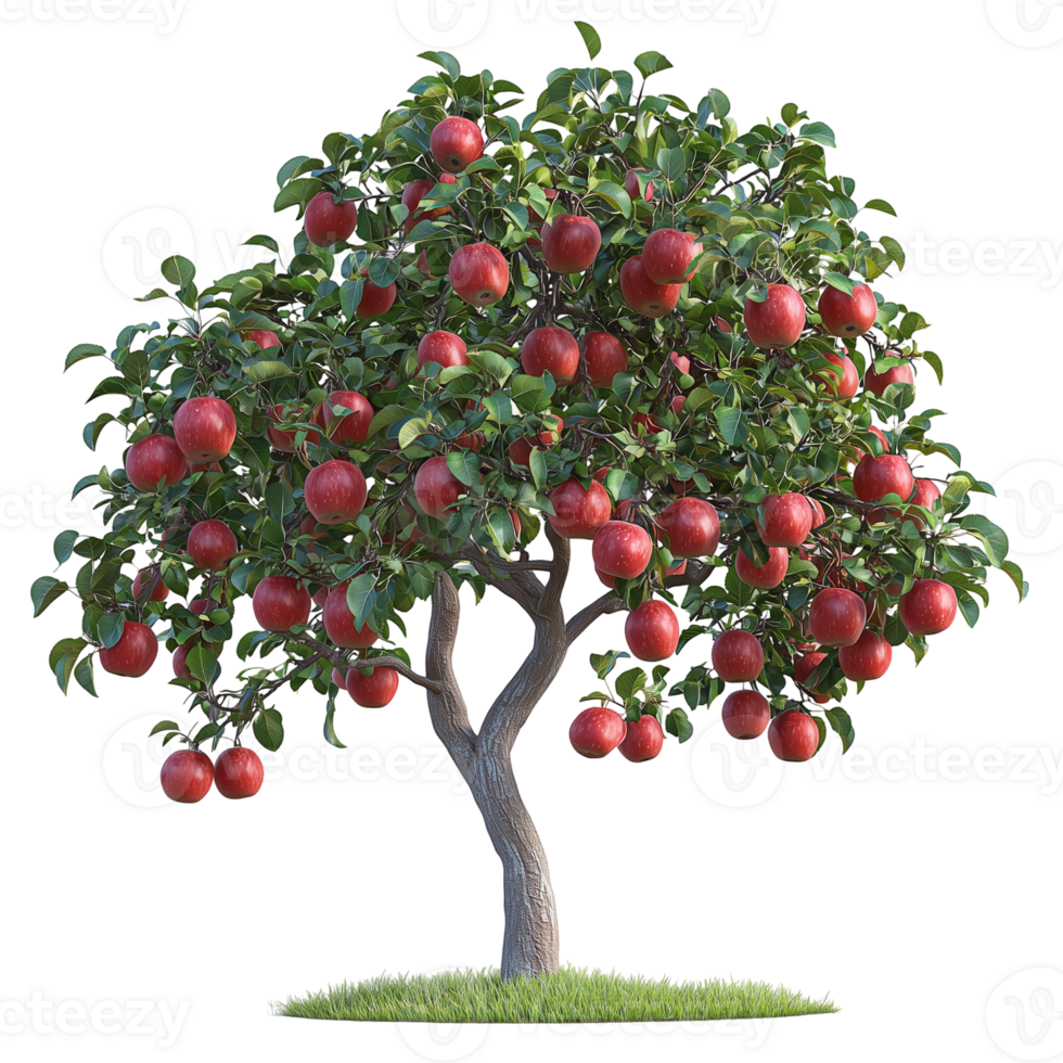 Apple tree with red apples growing in an orchard on a summer day time isolated on transparent background png