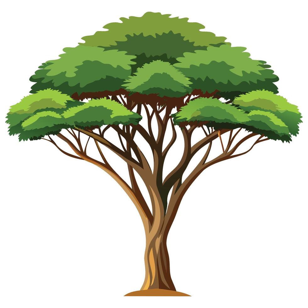 African Acacia Tree Graphics vector