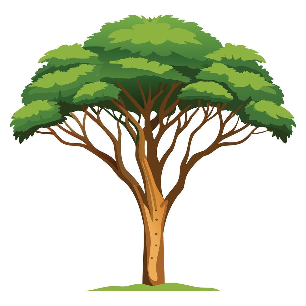 Savanna Tree Illustrations vector