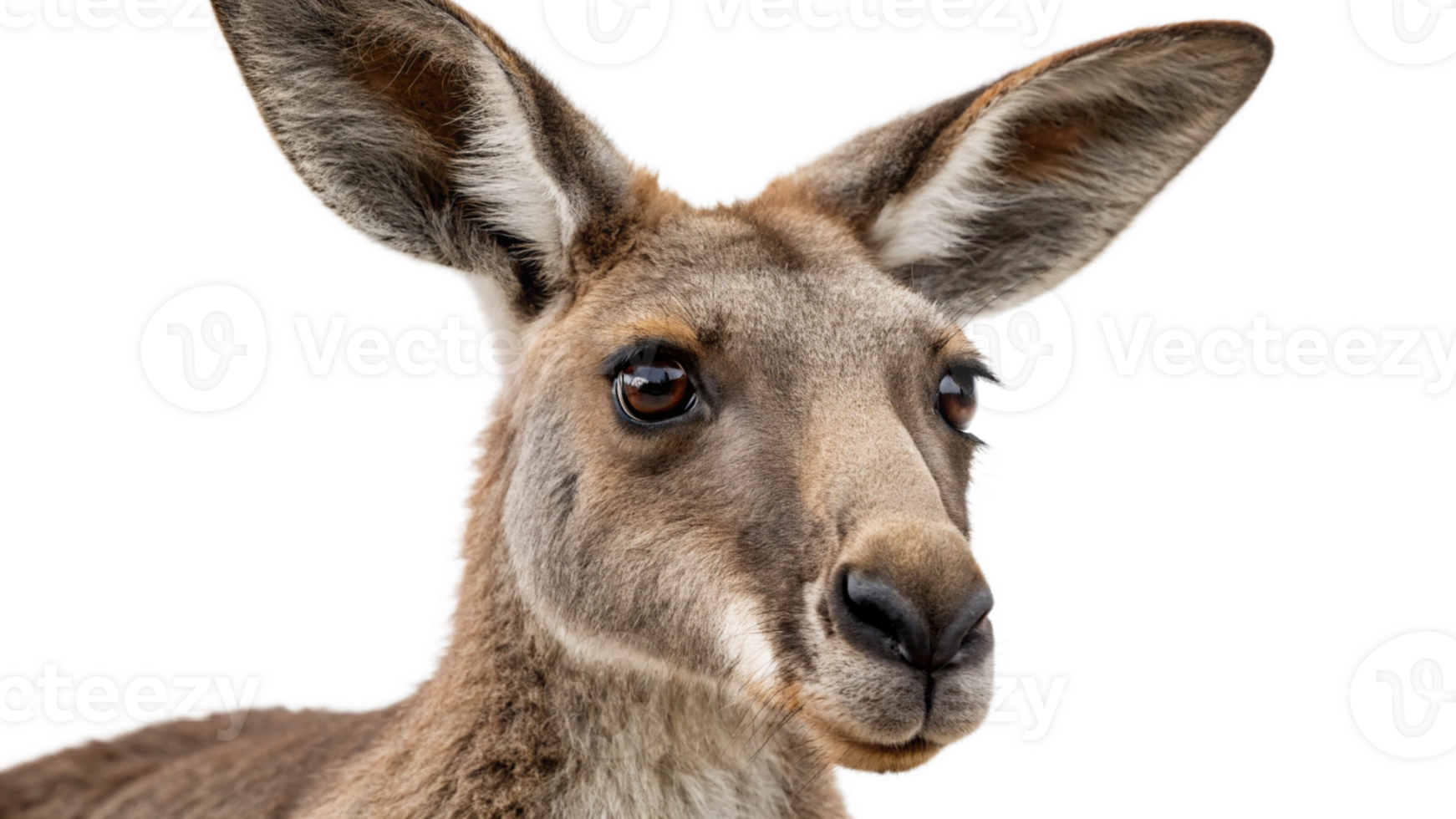 A kangaroo is looking at the camera png