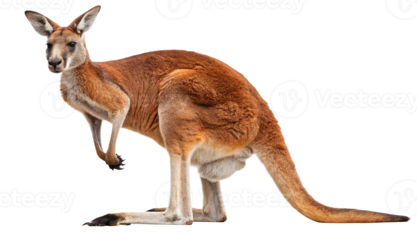 A kangaroo standing on its hind legs png