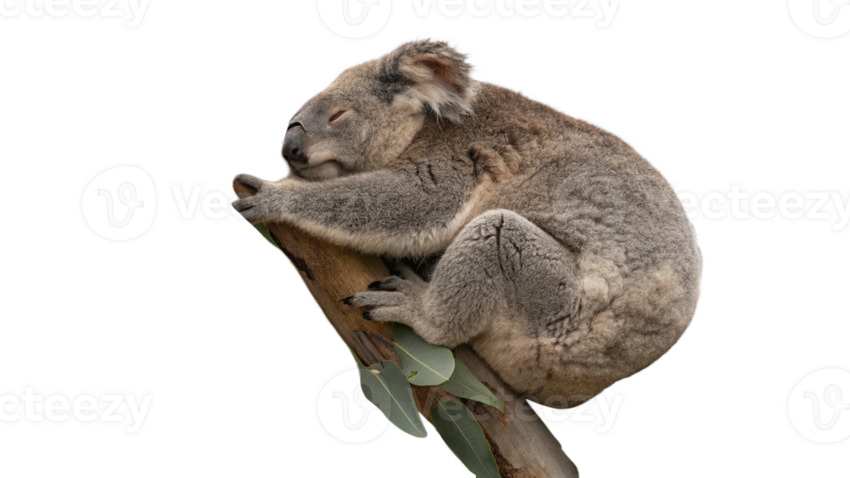 Koala sleeping on a tree branch png