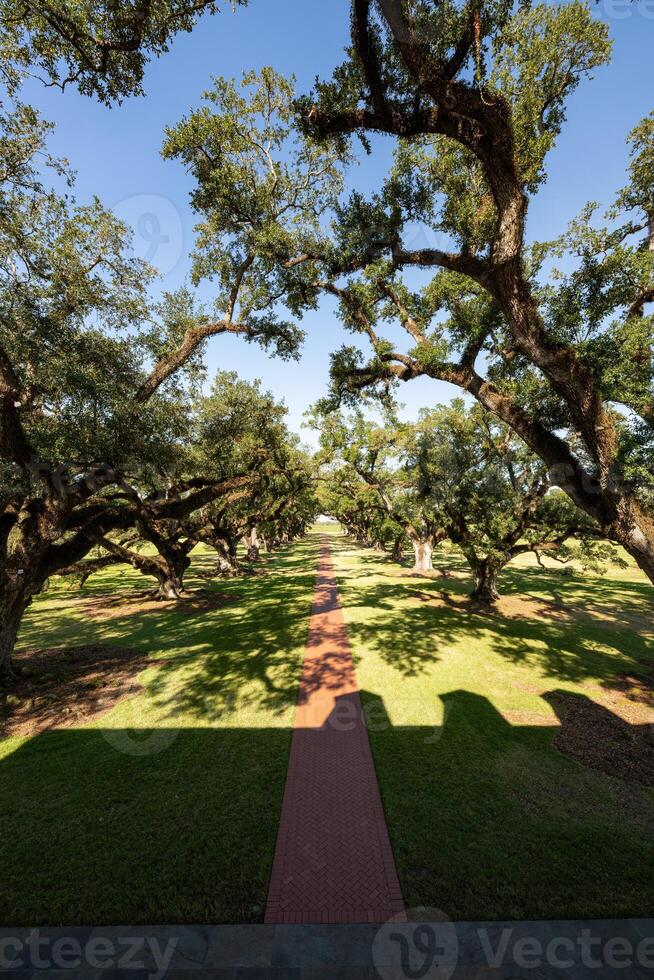 Oak Alley Plantation - New Orleans, Louisiana - USA photo
