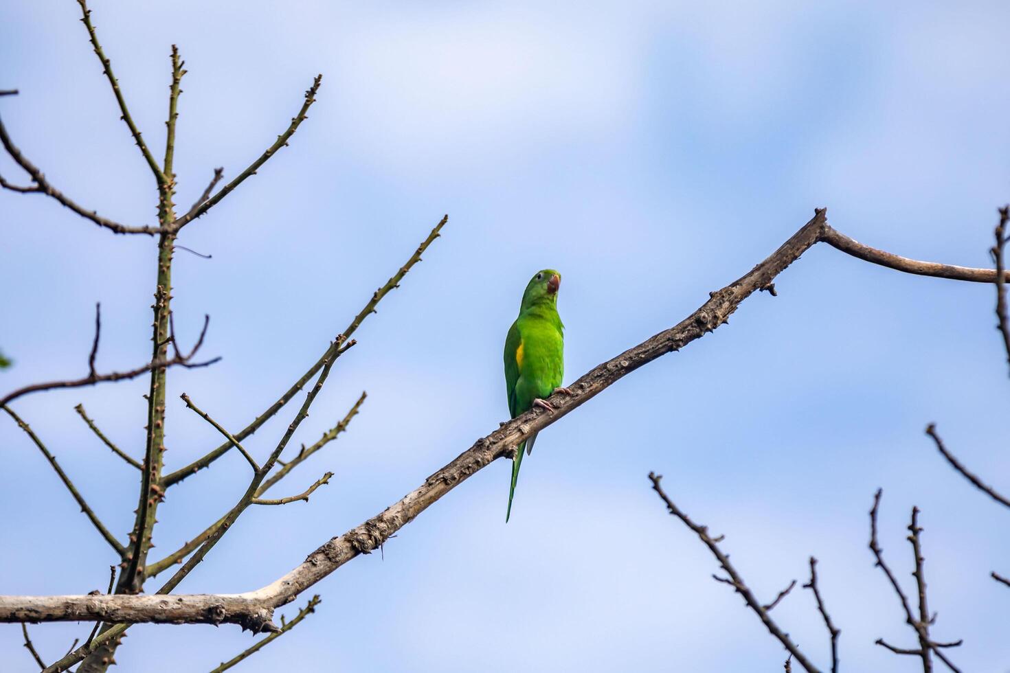 Wild green parakeet perched on tree branch with blue sky background natural photo