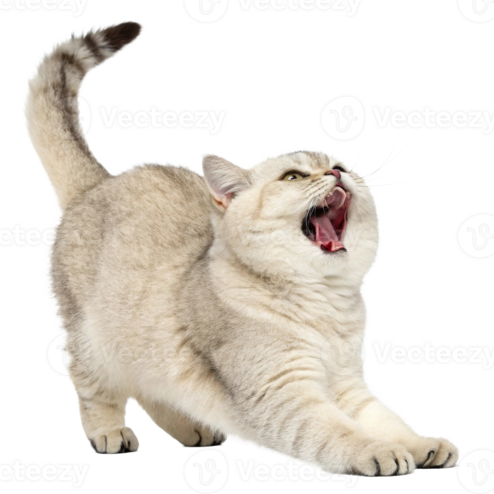 A playful light grey cat stretching and yawning, showcasing its lively personality. png