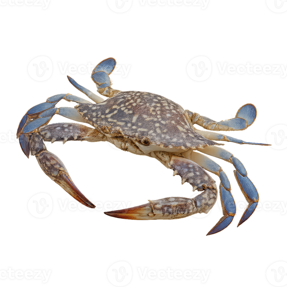 Realistic 3D Model of Portunus Armatus Crab for Design Projects png