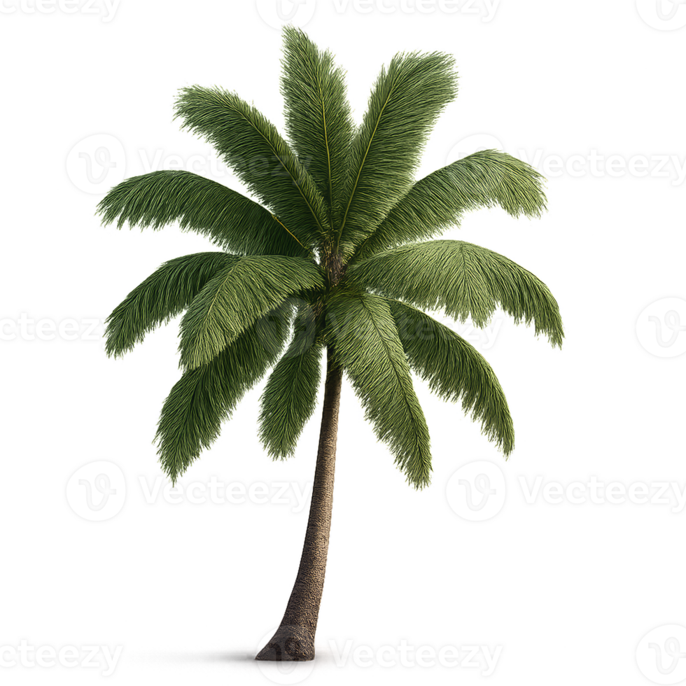 3D Simple Coconut Tree Model for Digital Projects and Visuals png