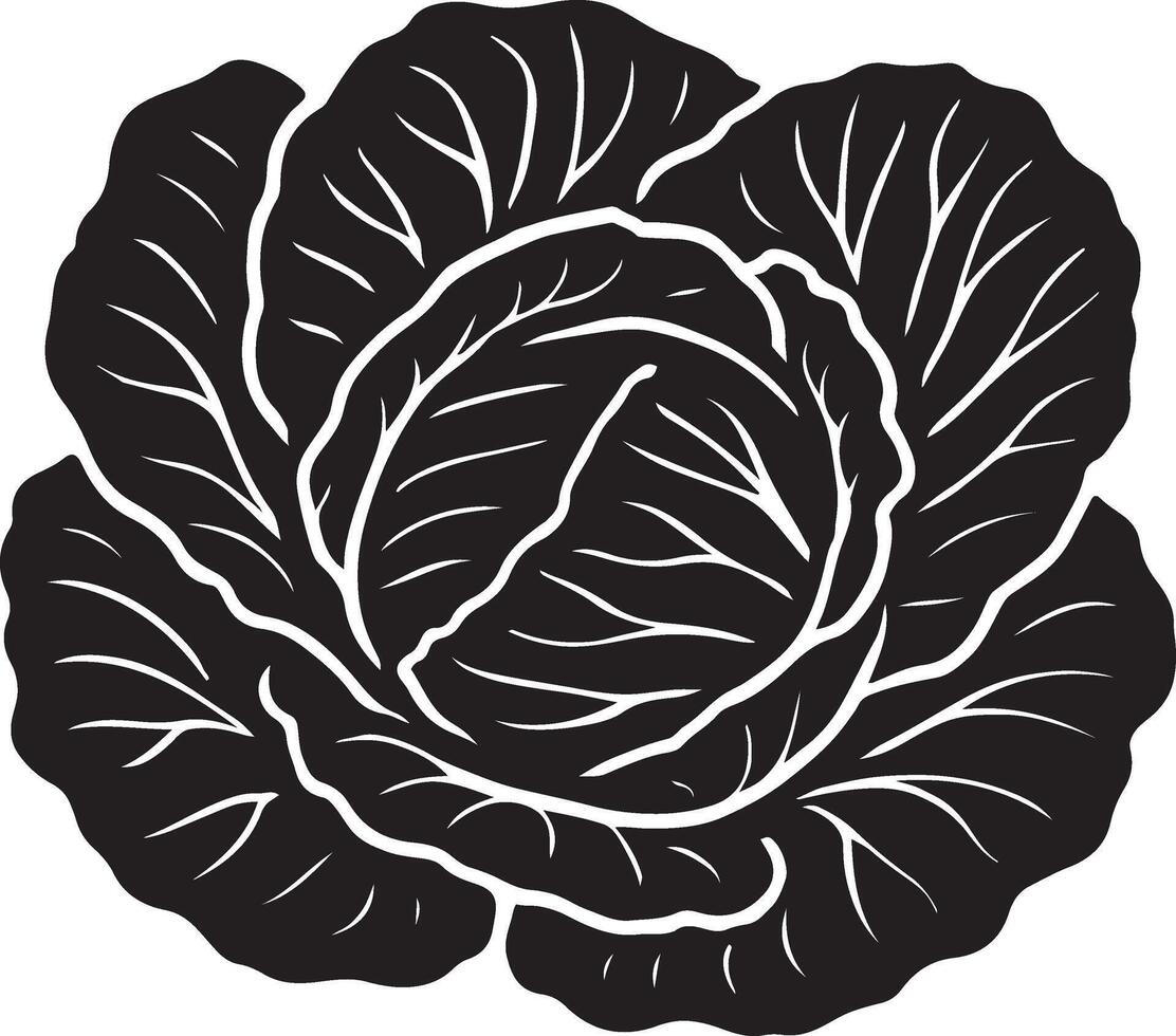Cabbage black and white illustration elegant design, Leafy vegetable drawing minimal art vector