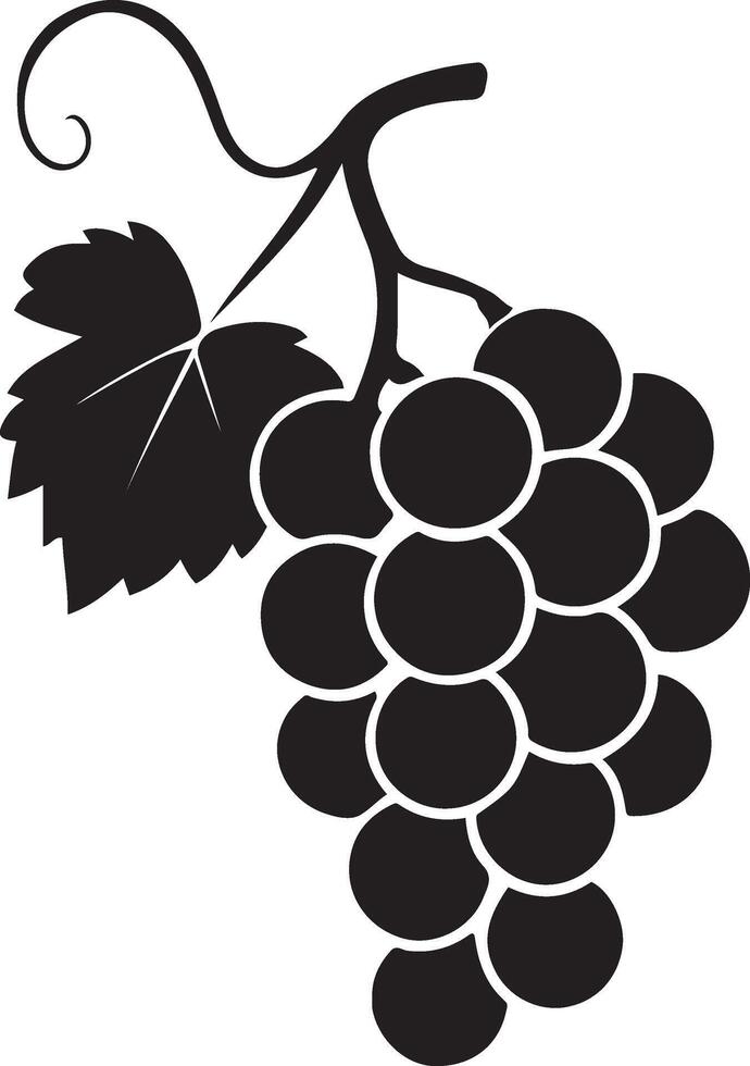 Grapes on vine silhouette elegant design, Vineyard bunch illustration clean lines vector