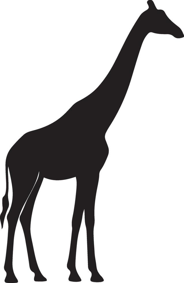 Giraffe silhouette black white elegant, Tall animal graceful wildlife pose vector