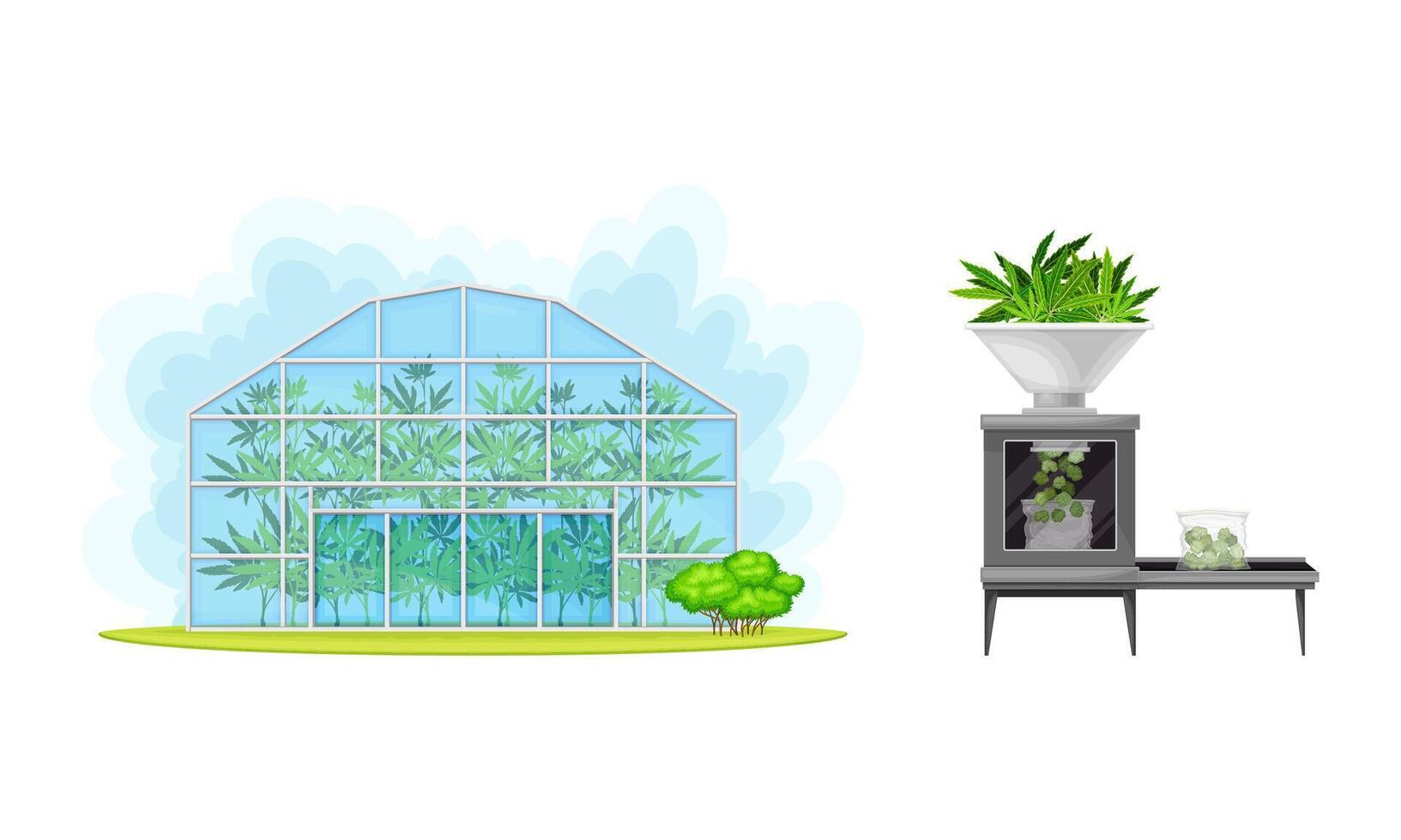 Industrial hemp cultivation and processing set illustration vector