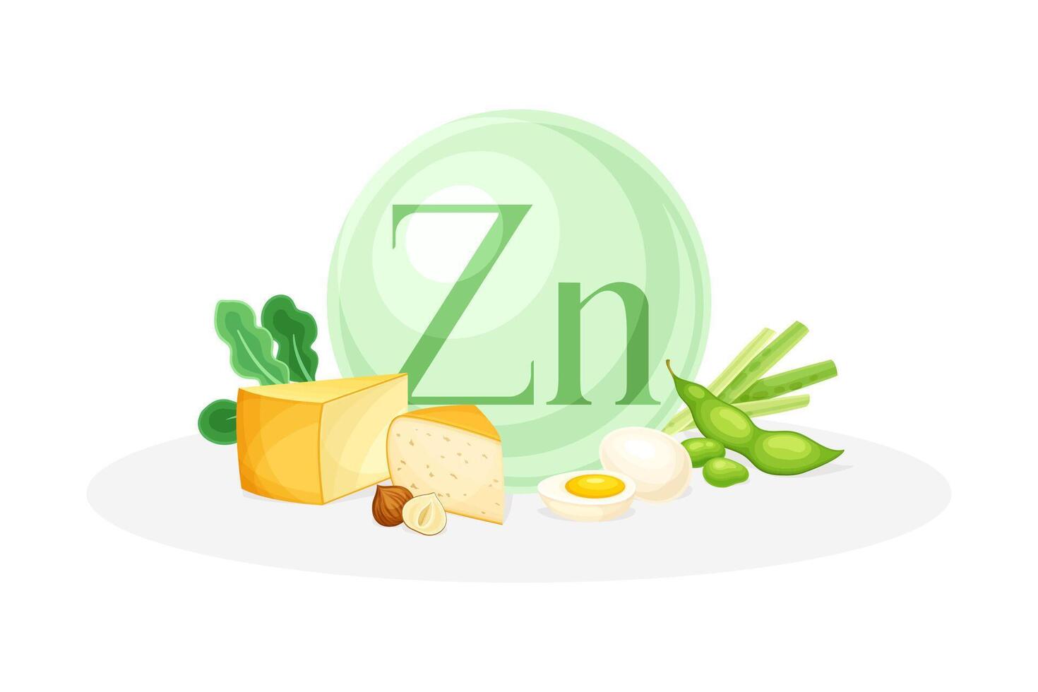 Sources of Zinc mineral. Cheese, bean, egg, hazelnut healthy nutrition food. Mineral vitamin supplement illustration vector