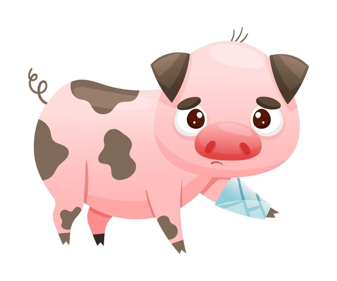 Sick pig farm animal. Sad piglet with bandage on its paw cartoon illustration vector