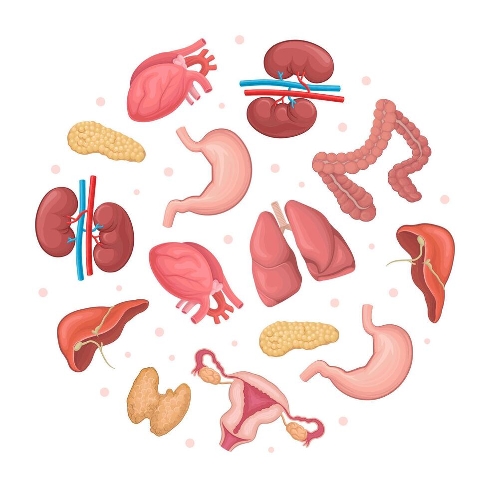 Human internal organs in circular shape. Anatomy, transplantology, bioengineering technologies medical poster, card, background design vector