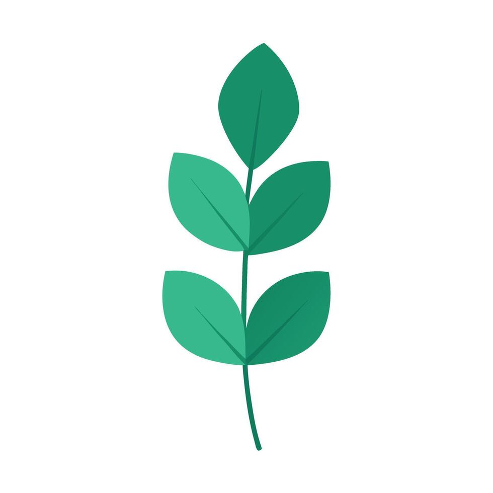 eucalyptus leaf white background vector