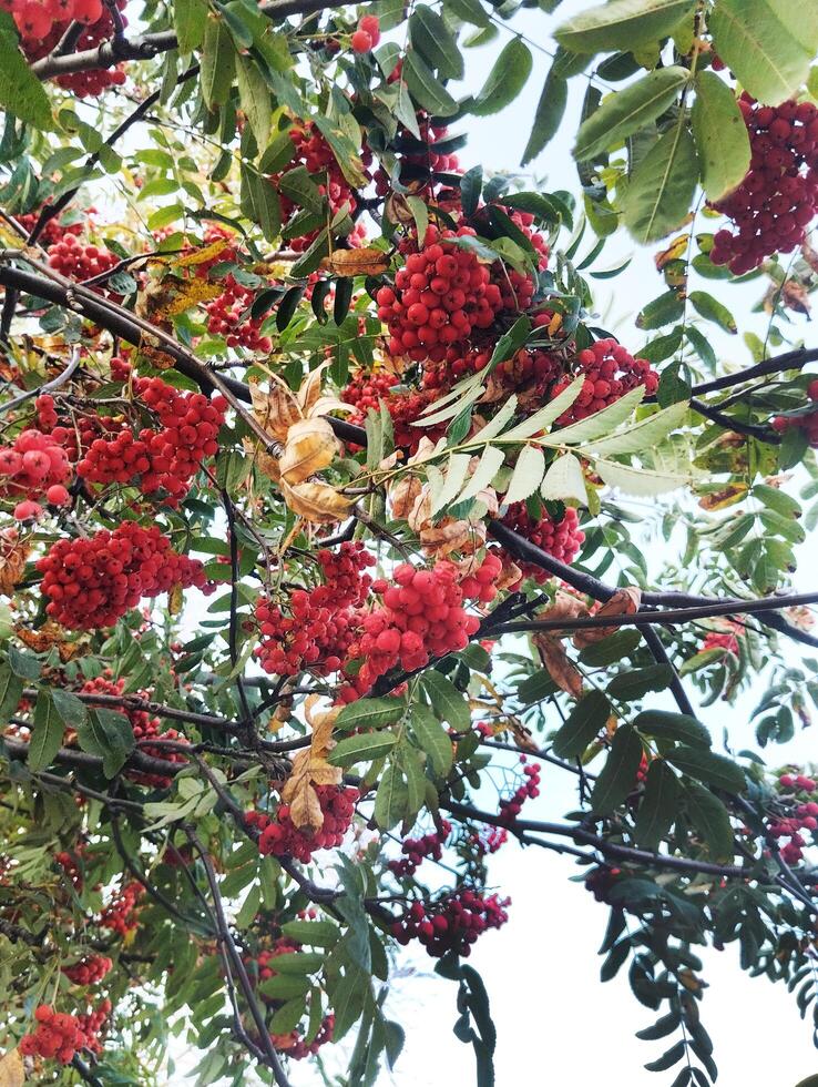 red ripe bunches of mountain ash on the branches. Autumn photo