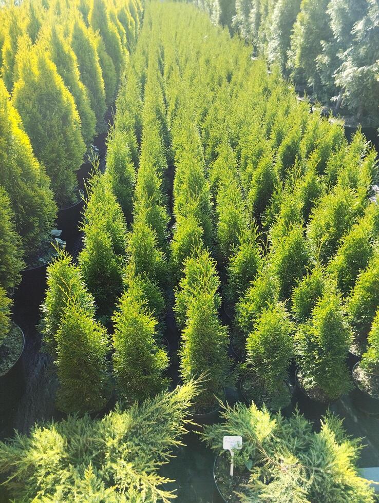 Long rows with thuja seedlings. Nursery with plant seedlings. Vertical photo