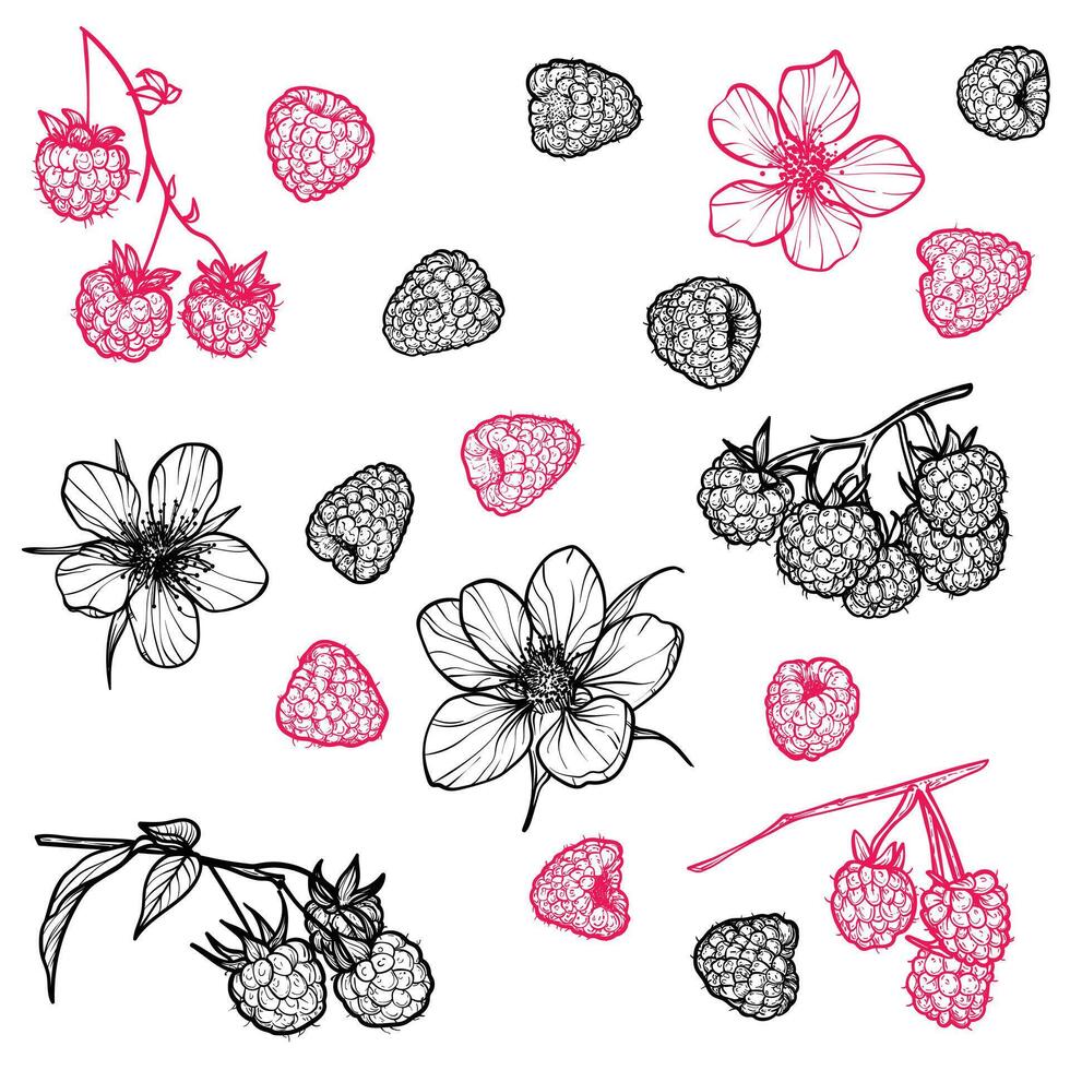 Set of raspberries with their flowers. hand drawn line art of summer fruit in red and black isolated on white background. Highly detailed for print and online projects. vector
