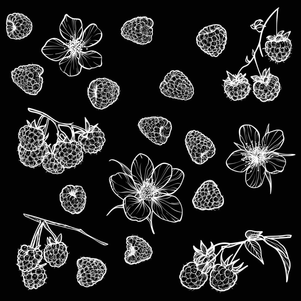 Set of raspberries with their flowers. hand drawn line art of summer fruit in white isolated on black background. Highly detailed for print and online projects. vector