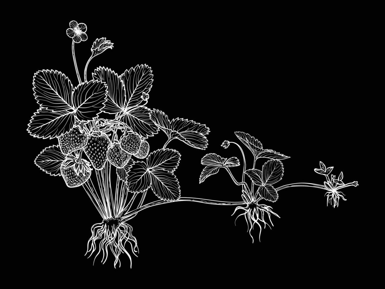 Botanical illustration of how strawberries are spreading. hand drawn line art of this beautiful sweet fruit plant isolated on black background. Highly detailed illustration for online and print vector