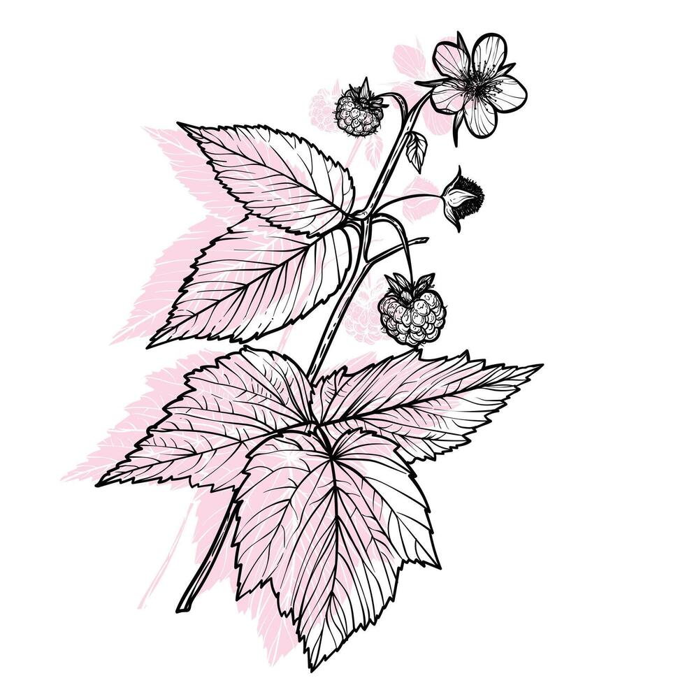Botanical illustration of a raspberry branch. hand drawn line art of this beautiful sweet fruit plant isolated on white background. Highly detailed illustration for online and print vector