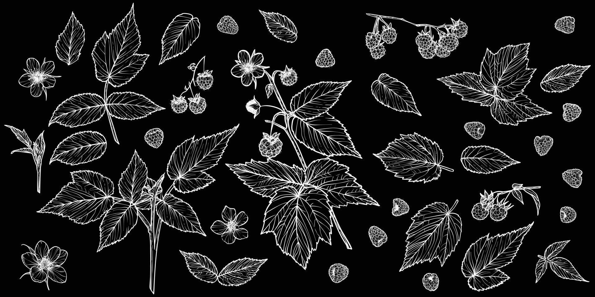 Set of white line art raspberry plant with flowers, leaves, fruits isolated on black background. Hand drawn botanical illustration of summer fruit. For print and online projects vector