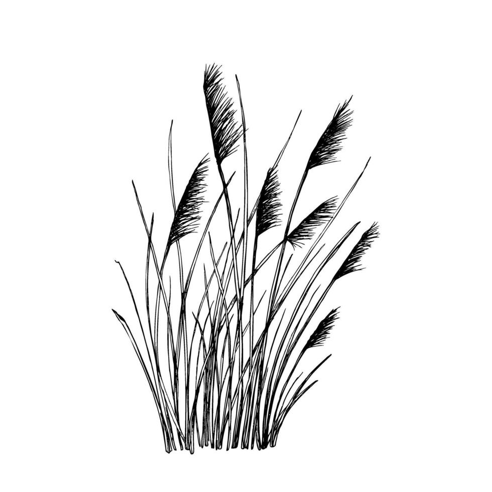 A delicate black and white ve illustration of tall wild grasses with feathery seed heads. Dune sea plants, reeds, canes, sedges. Hand drawn fine lines. Isolated on white. Botanical contour drawing vector