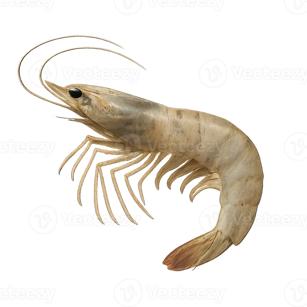 Realistic 3D Rendering of a Shrimp with Detailed Textures and Colors png