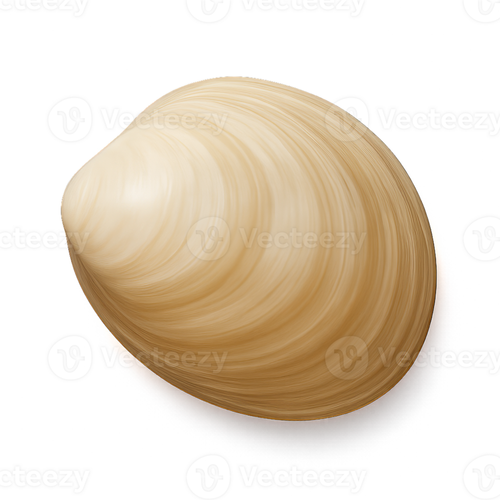 Delicate 3D Clam Shell Render with Smooth Surface and Simple Design png