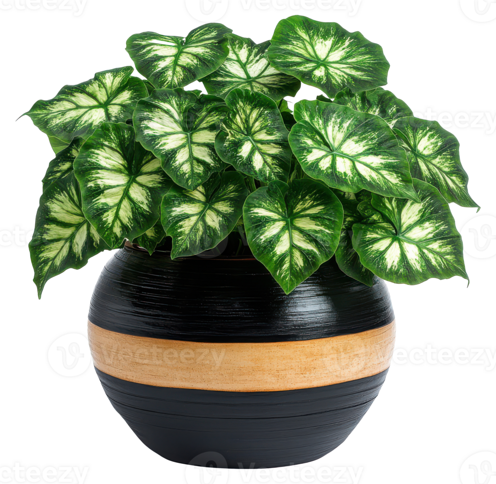 Caladium Plant in Two-Tone Pot on a Transparent Image png