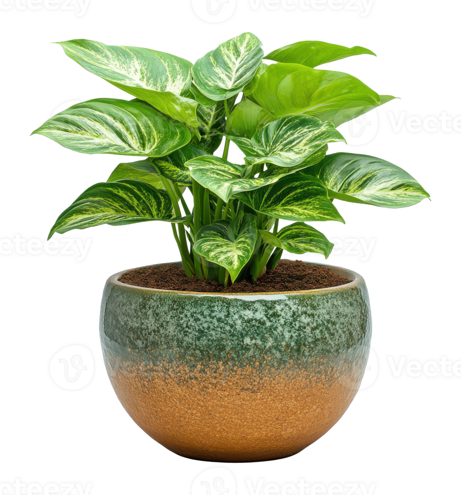 Dieffenbachia Plant in Ornamental Pot on a Transparent Background Image png