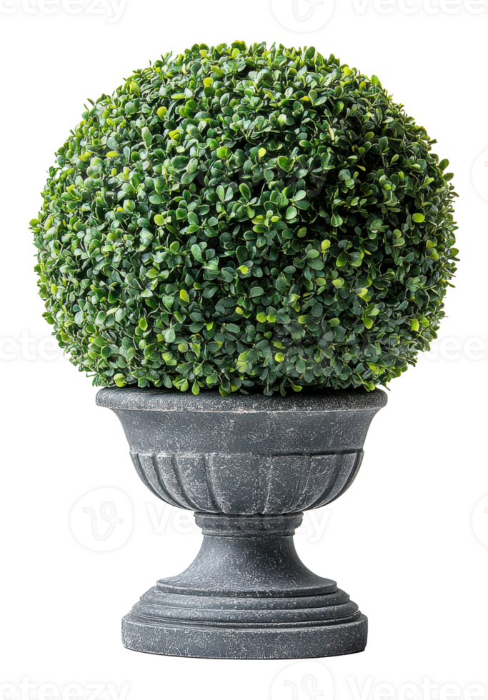 Green Topiary Ball in a Gray Stone Pot on Transparent Background, Image png