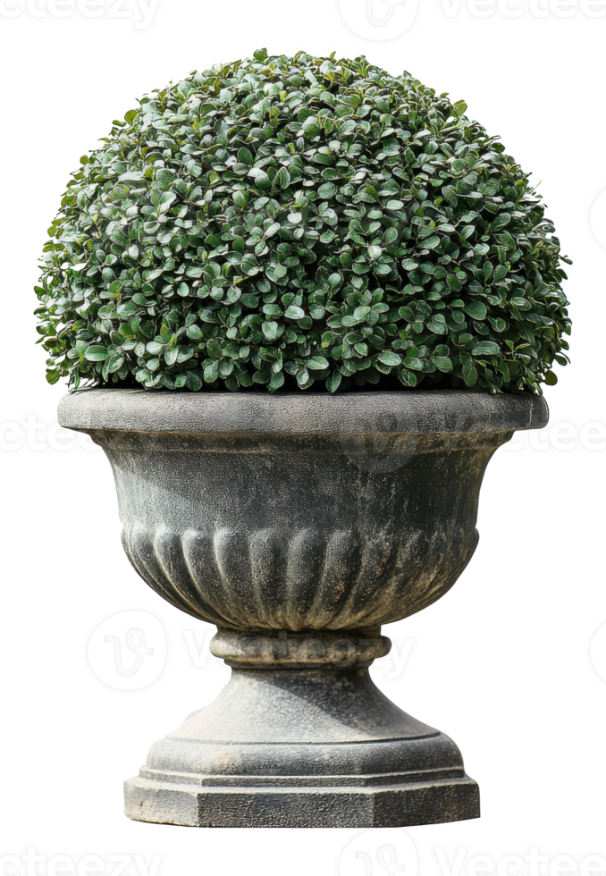 Ornamental Topiary in a Stone Planter Isolated on Transparent Image png