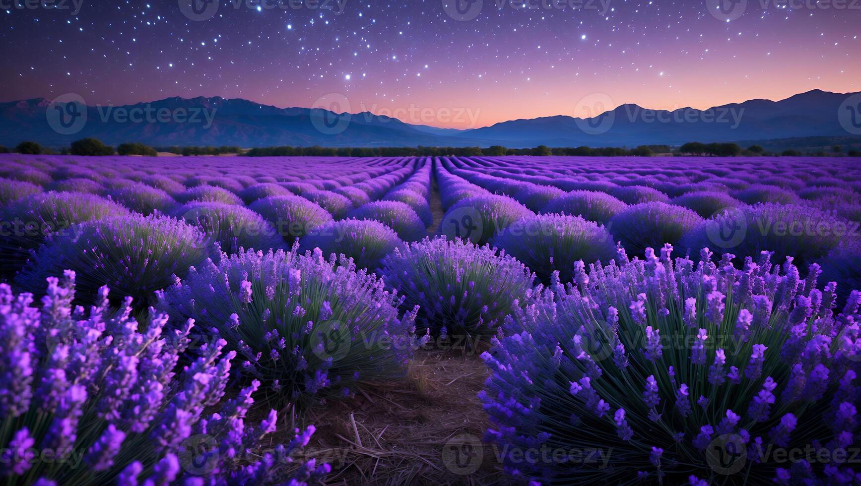 Lavender Field Blooming Under Starry Night Sky with Mountain Backdrop photo