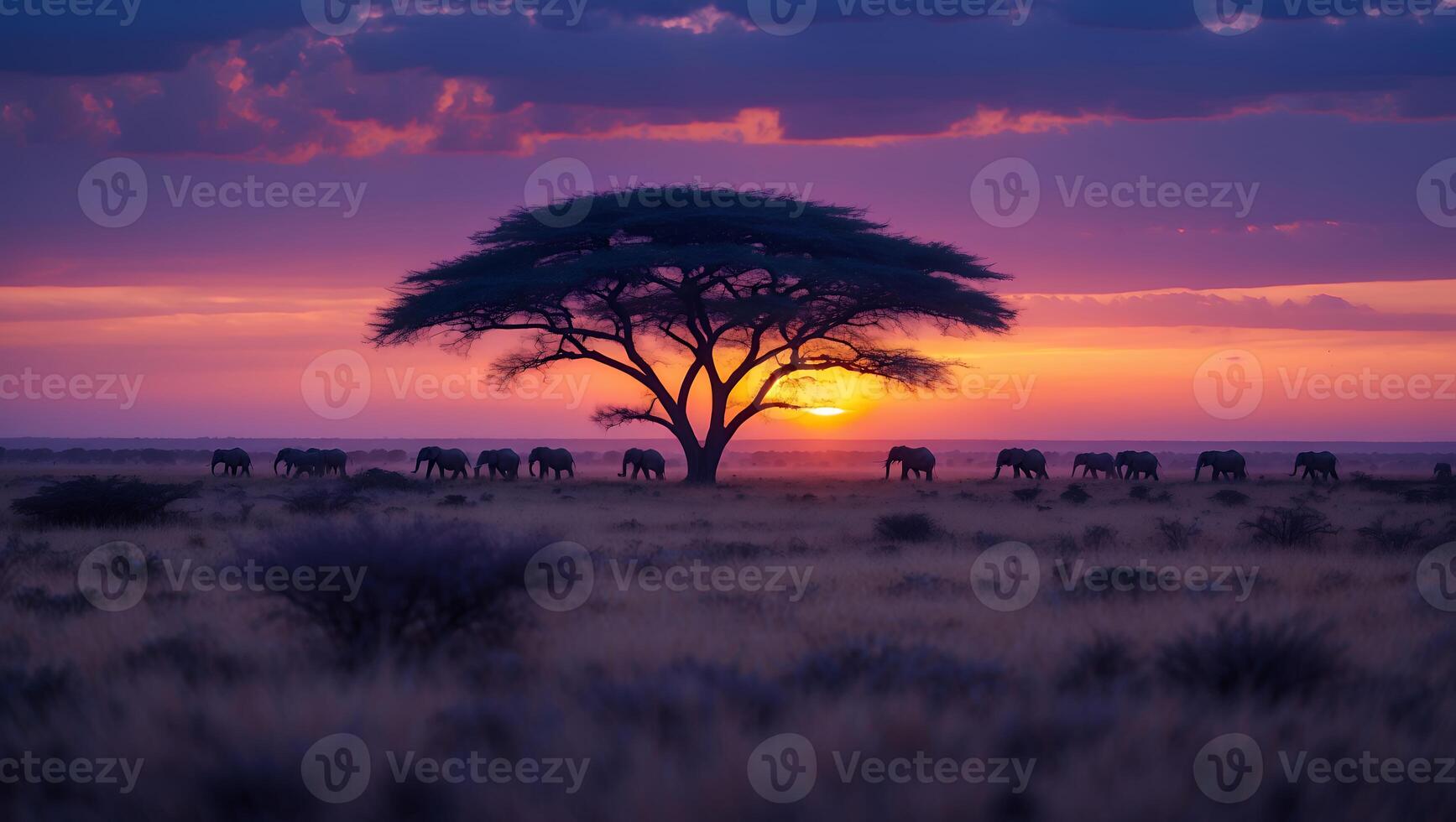 Elephants Walking Across African Savannah at Sunset Under Acacia Tree photo