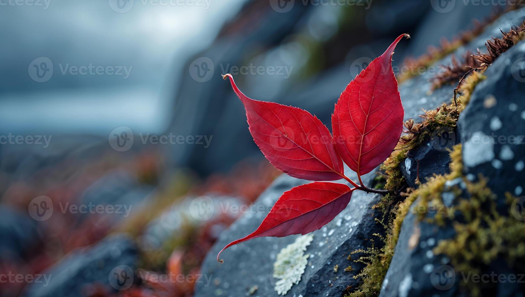 Red Leaves Growing on Rock Face with Moss in Nature photo