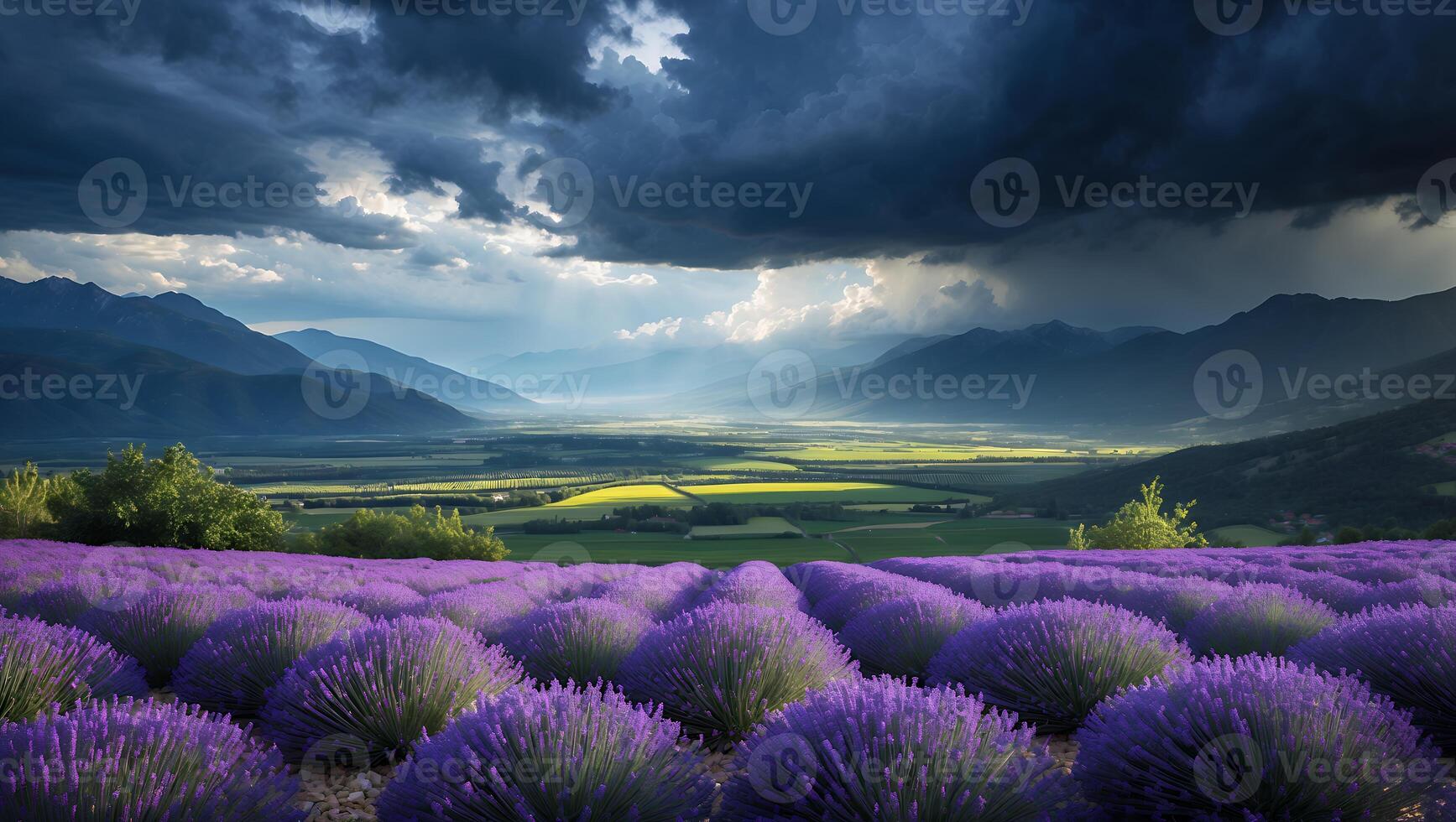 Lavender Field Landscape with Dramatic Sky and Mountains in Background photo