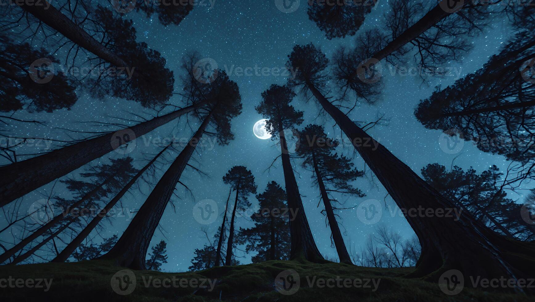 Looking Up at Tall Trees Silhouetted Against a Starry Moonlit Sky photo