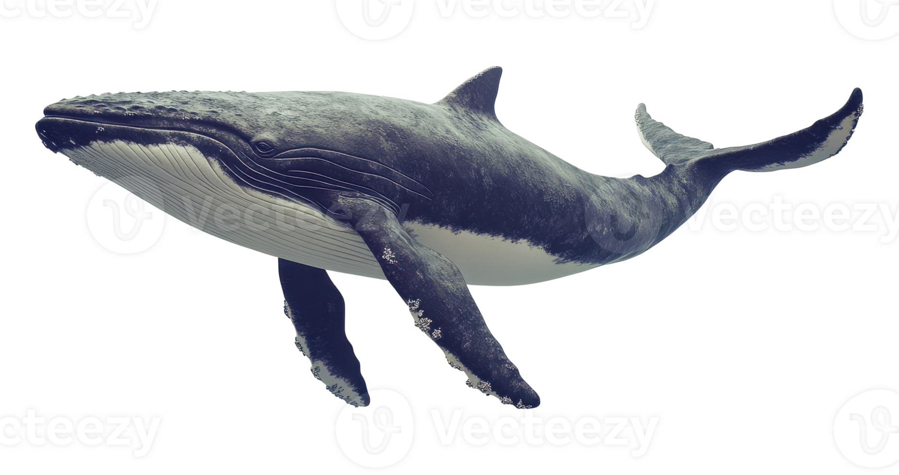 Humpback Whale Swimming Upward on Transparent Background Image png