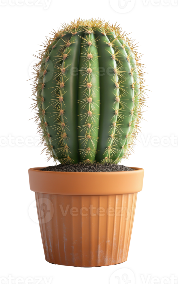 Cactus in Terracotta Pot on Transparent Background, Image png
