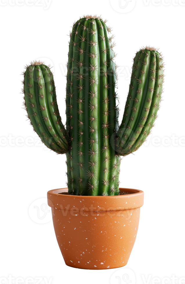Saguaro Cactus with Spines in Orange Speckled Pot, Image on a Transparent Background png