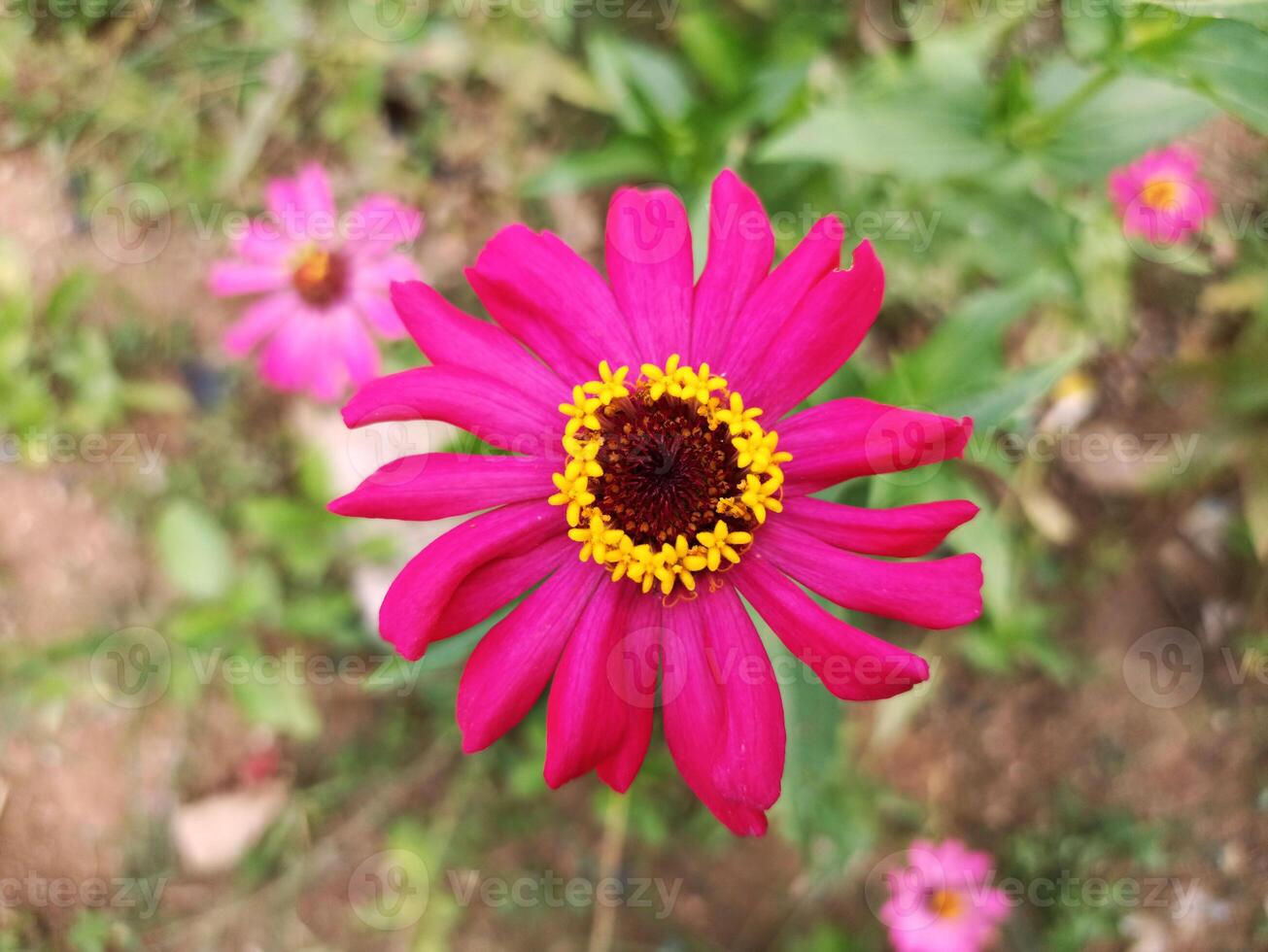A pink flower with yellow center in the middle of green grass photo
